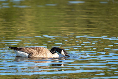 A canada goose swimming on a lake with its beak in the water.