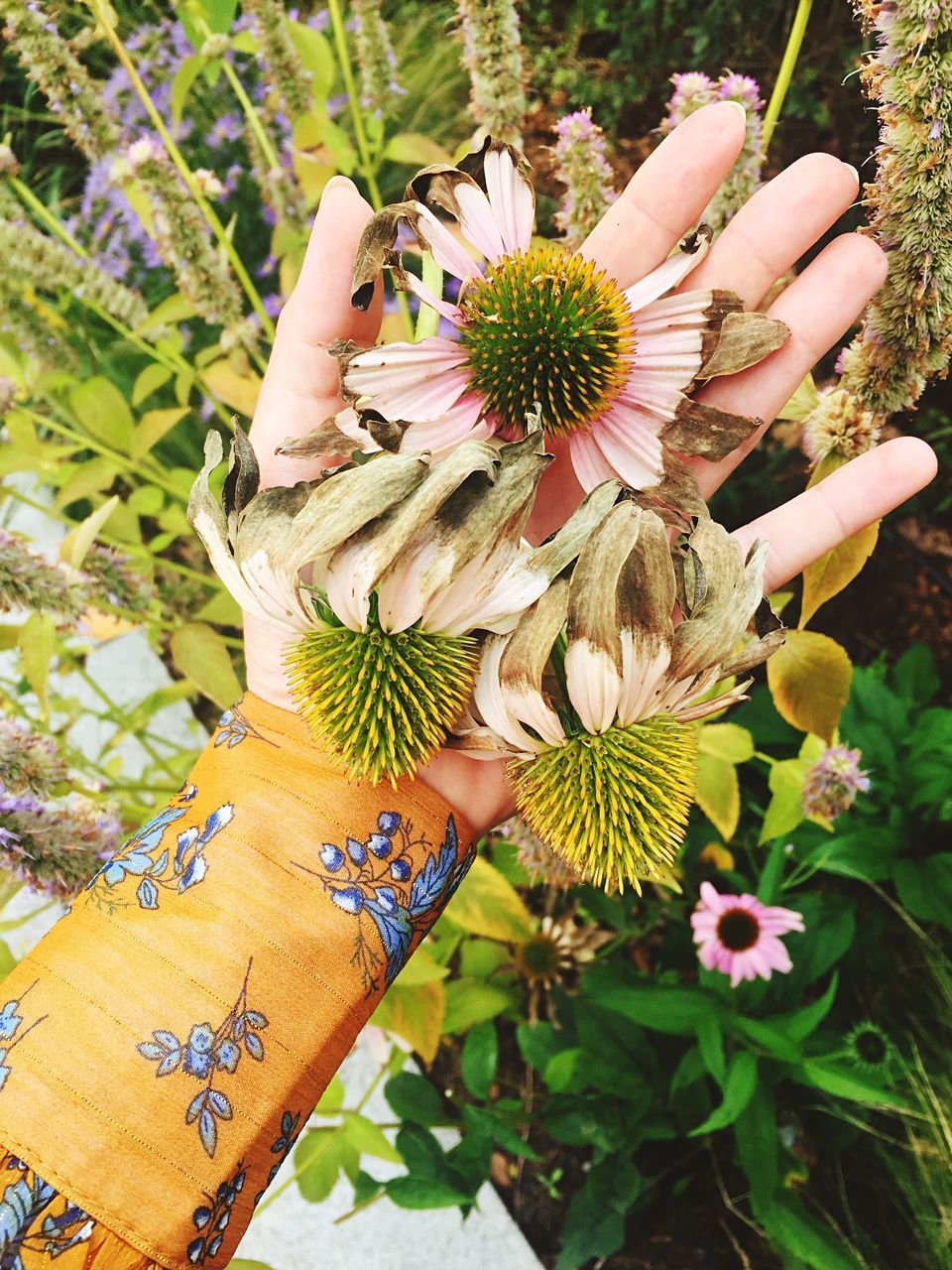 CLOSE-UP OF HAND HOLDING FLOWERING PLANTS