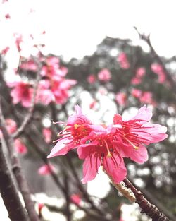 Close-up of pink flower blooming on tree