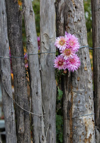 Close-up of pink flowering tree trunk