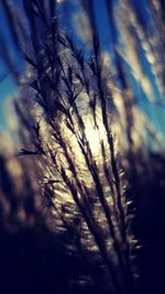 Close-up of plants against sky