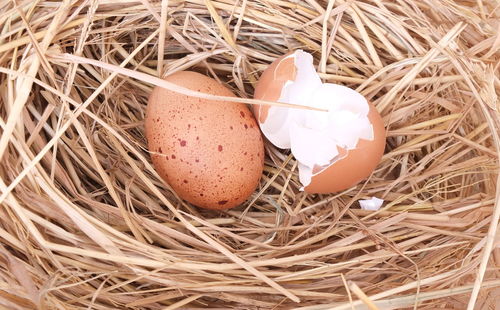 Close-up of egg by eggshell in nest