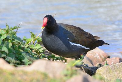 Close-up of common gallinule