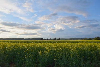 Scenic view of oilseed rape field against sky