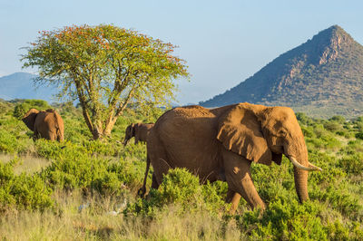 Elephant in a field