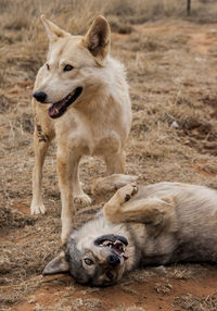 High angle view of two dogs outdoors