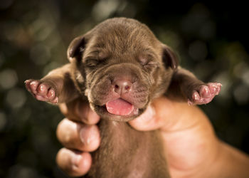 Close-up of cropped hand holding newborn puppy