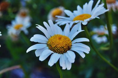 Close-up of flower blooming outdoors