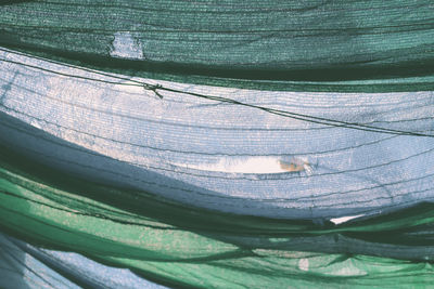 High angle view of leaves on plant