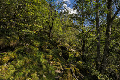 Scenic view of forest