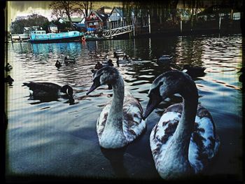 Reflection of birds in water