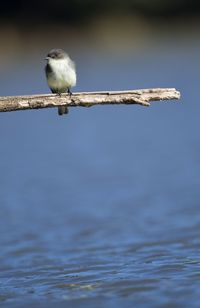 Bird perching on a wood