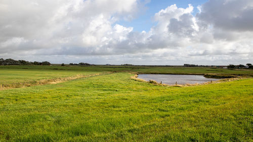 Meadow with a pond near westerhever