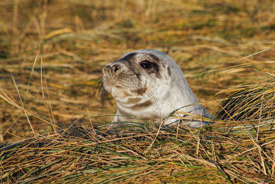 Close-up of seal on field