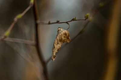 Close-up of dried plant