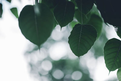 Close-up of leaves on branches