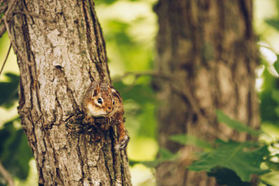 Chipmunk in a tree