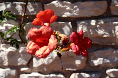 Close-up of pink flowers