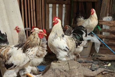 Flock of birds in farm