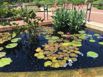 Close-up of lotus water lily in pond