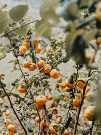 Close-up of red flowering plant
