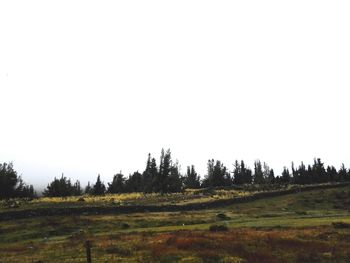 Trees on field against clear sky