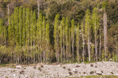 Pine trees in forest