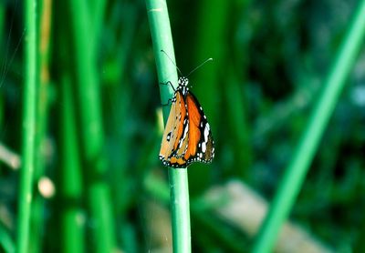 Close-up of butterfly perching on plant