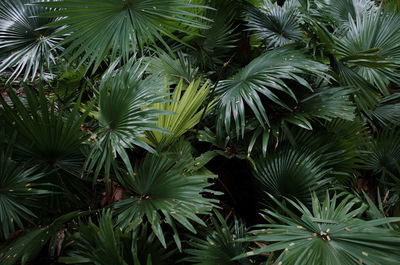 Low angle view of palm trees