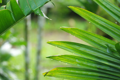 Close-up of water drops on leaf