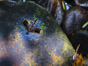 Close-up of butterfly on leaf