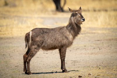 Female common waterbuck stands near tree trunk