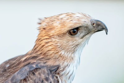 Close-up of eagle against white background