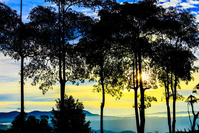 Low angle view of silhouette tree against sky during sunset