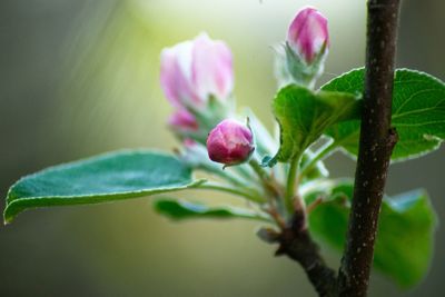 Close-up of pink flowering plant