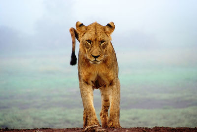 Close-up portrait of lion against sky