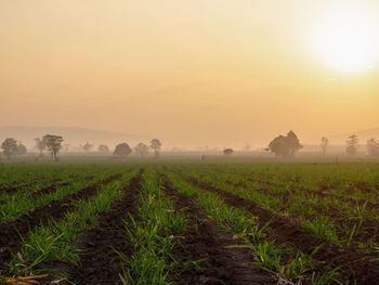 Scenic view of field against sky during sunset