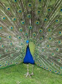 Close up of peacock