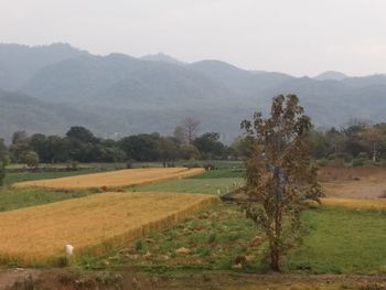 Scenic view of agricultural field and mountains against sky