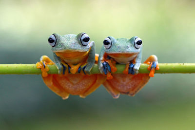 Close-up portrait of frogs on branch