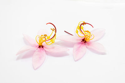 Close-up of pink flower over white background