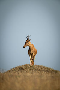 Deer standing on field against clear sky