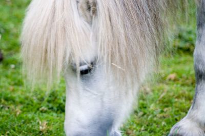 Close-up of horse on field