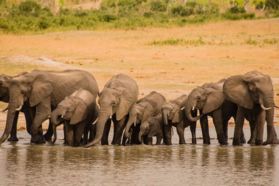 Elephant drinking water at shore