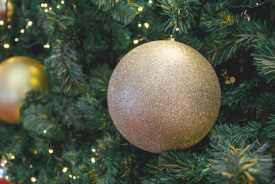 Close-up of christmas tree