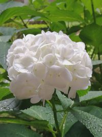 Close-up of fresh white flowers blooming outdoors