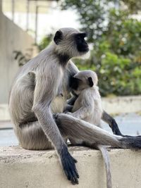 Monkey sitting on retaining wall