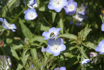 Close-up of purple flowering plant