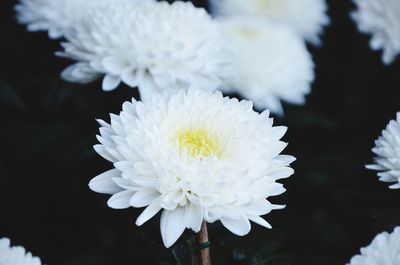 Close-up of white flower