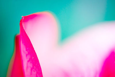 Close-up of pink flower over colored background